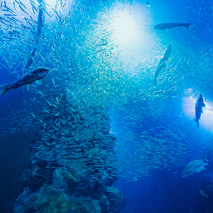 다누리아쿠아리움