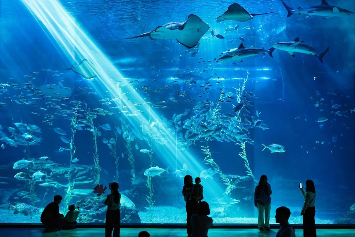 아쿠아플라넷 제주 &ndash; 아이들과 하루를 보내기 충분한 실내 명소
