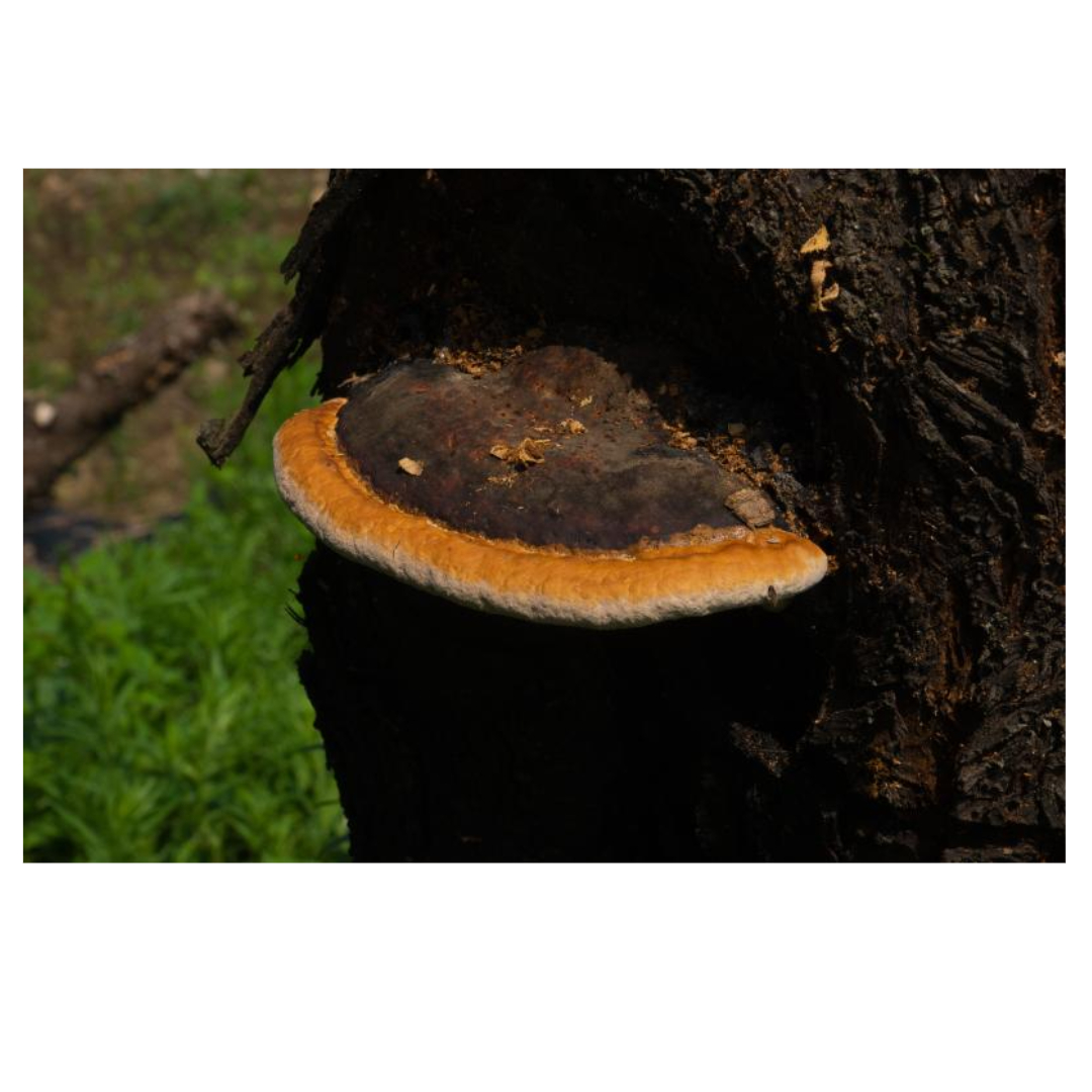 차가버섯과 관련된 사진입니다.