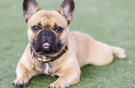 프렌치 불독