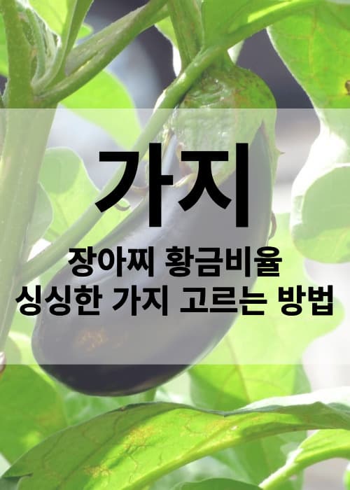 가지장아찌레시피와좋은가지고르는방법