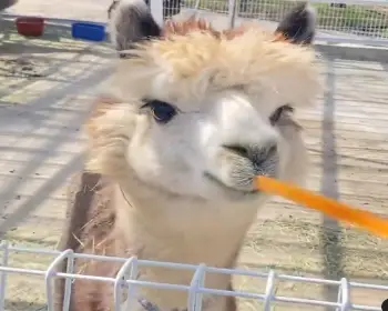 피나클랜드 불꽃축제 동물 먹이주기 체험