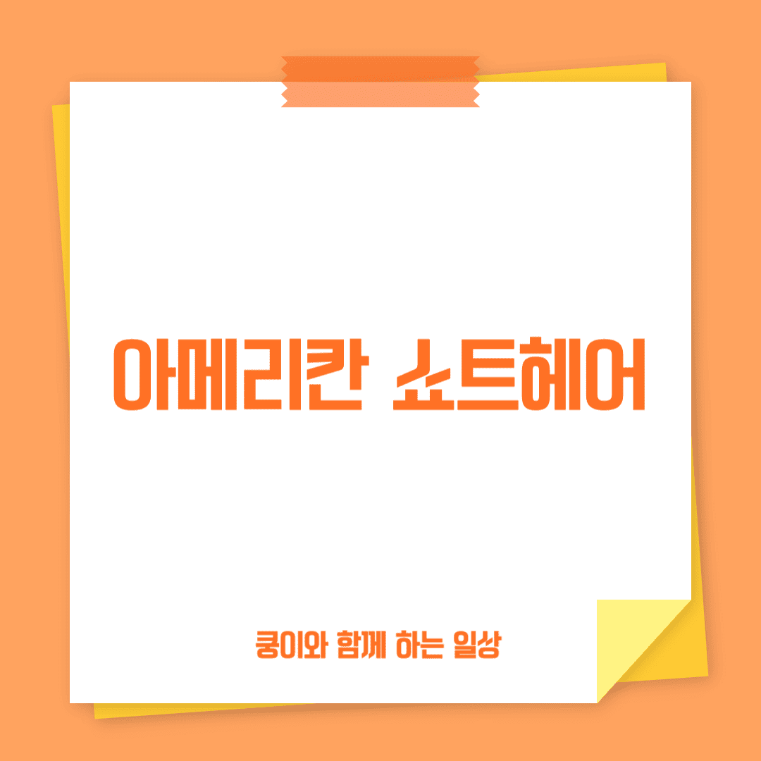 아메리칸 쇼트헤어