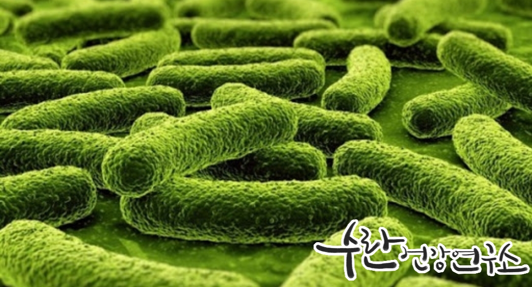 LGG 유산균 효능 부작용