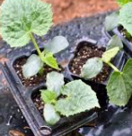 오이 모종 키우기