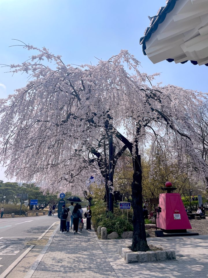 벚꽃