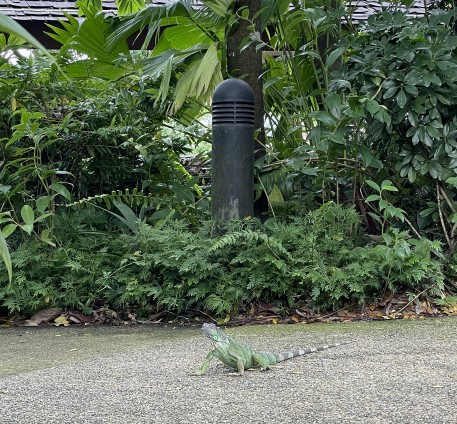 주롱 새 공원 Jurong Bird Park
