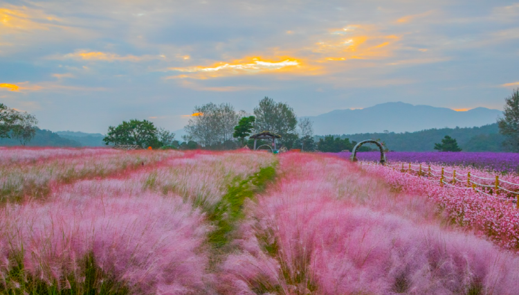 철원 고석정 꽃밭축제