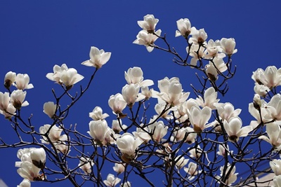 청와대 관람신청 예약 주차장 소요시간