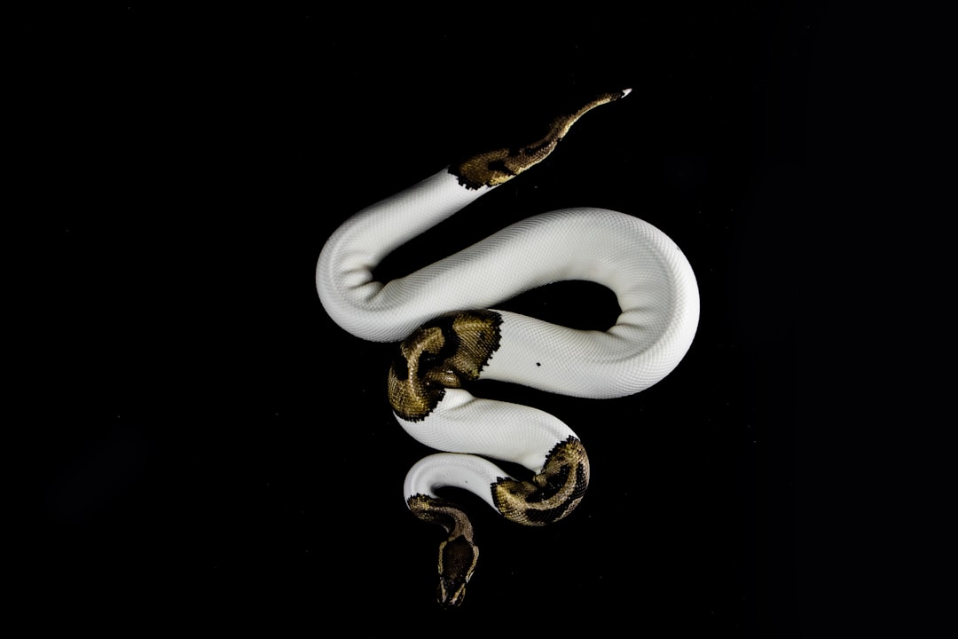 Snake