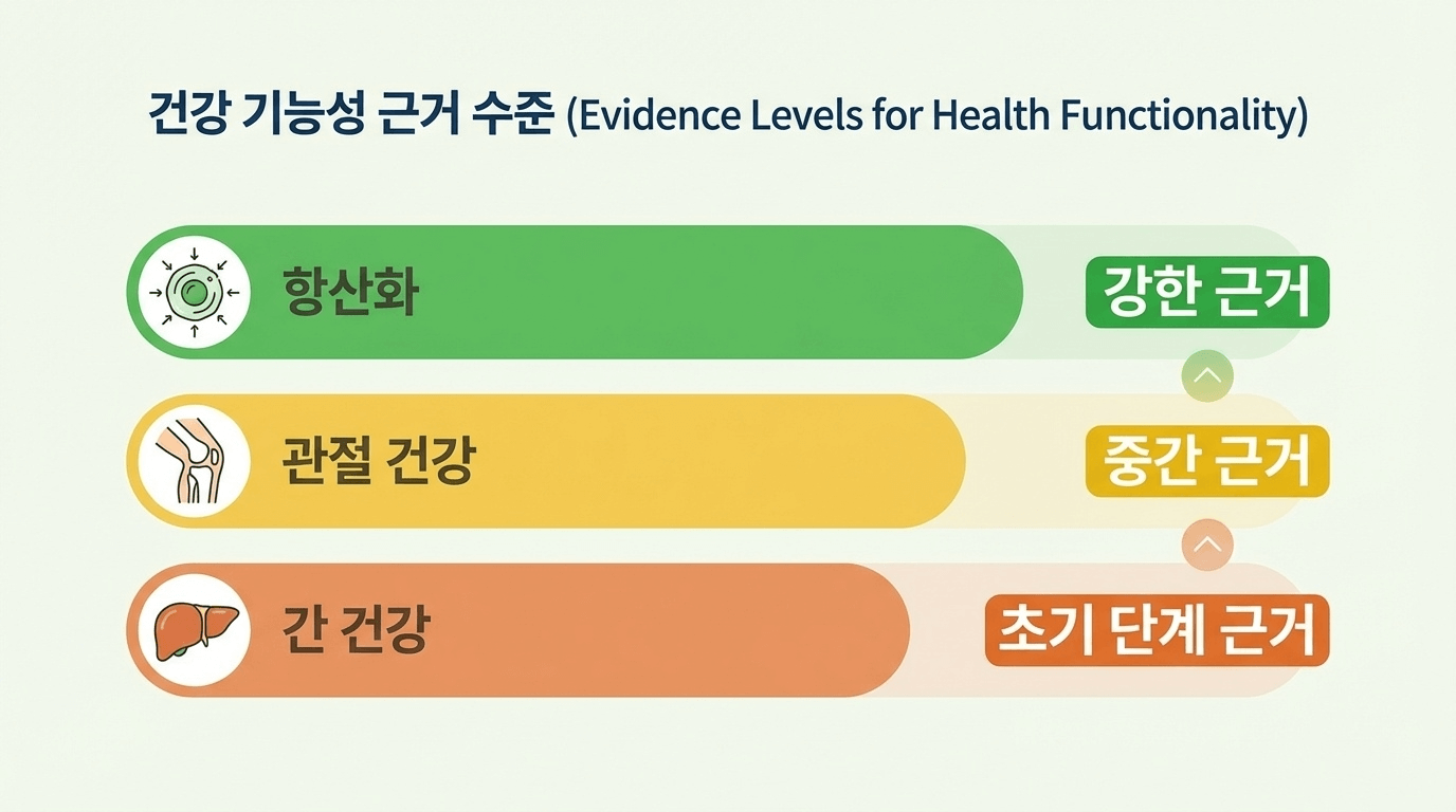 커큐민 기대 영역별 근거 수준 비교 인포그래픽