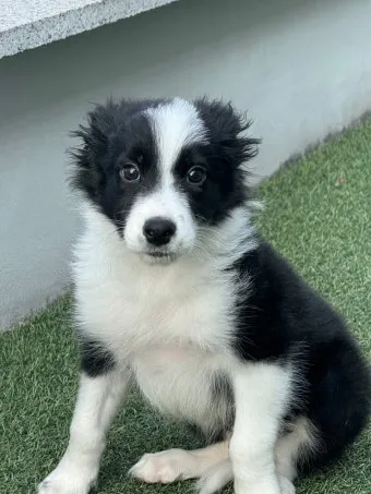 보더콜리분양가 2024년 가격 정보와 분양 팁_8