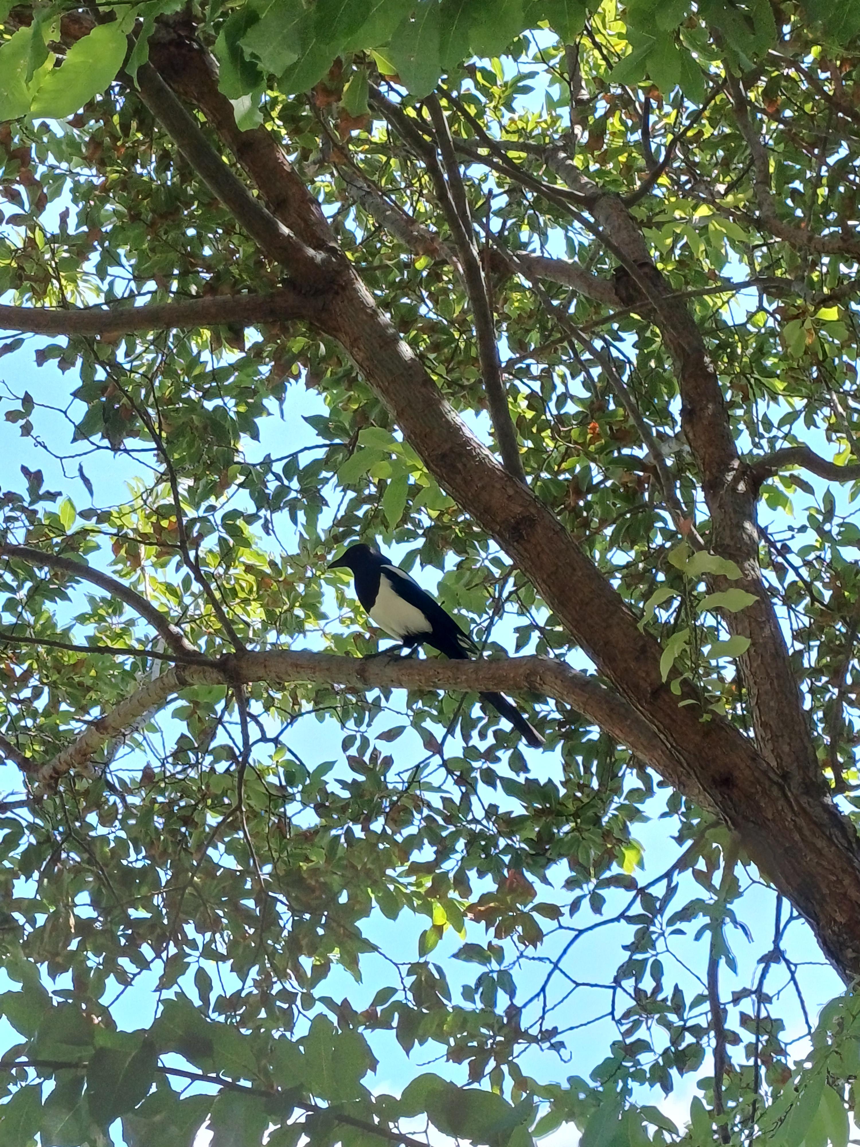 Cutie magpie