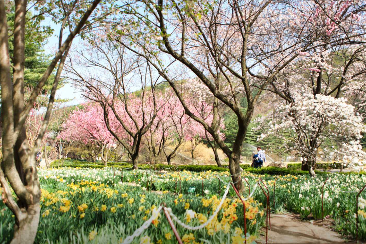아침고요수목원