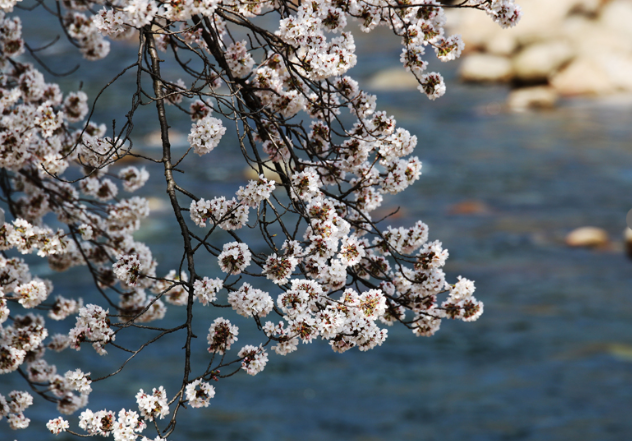 하동 벚꽃 개화상황