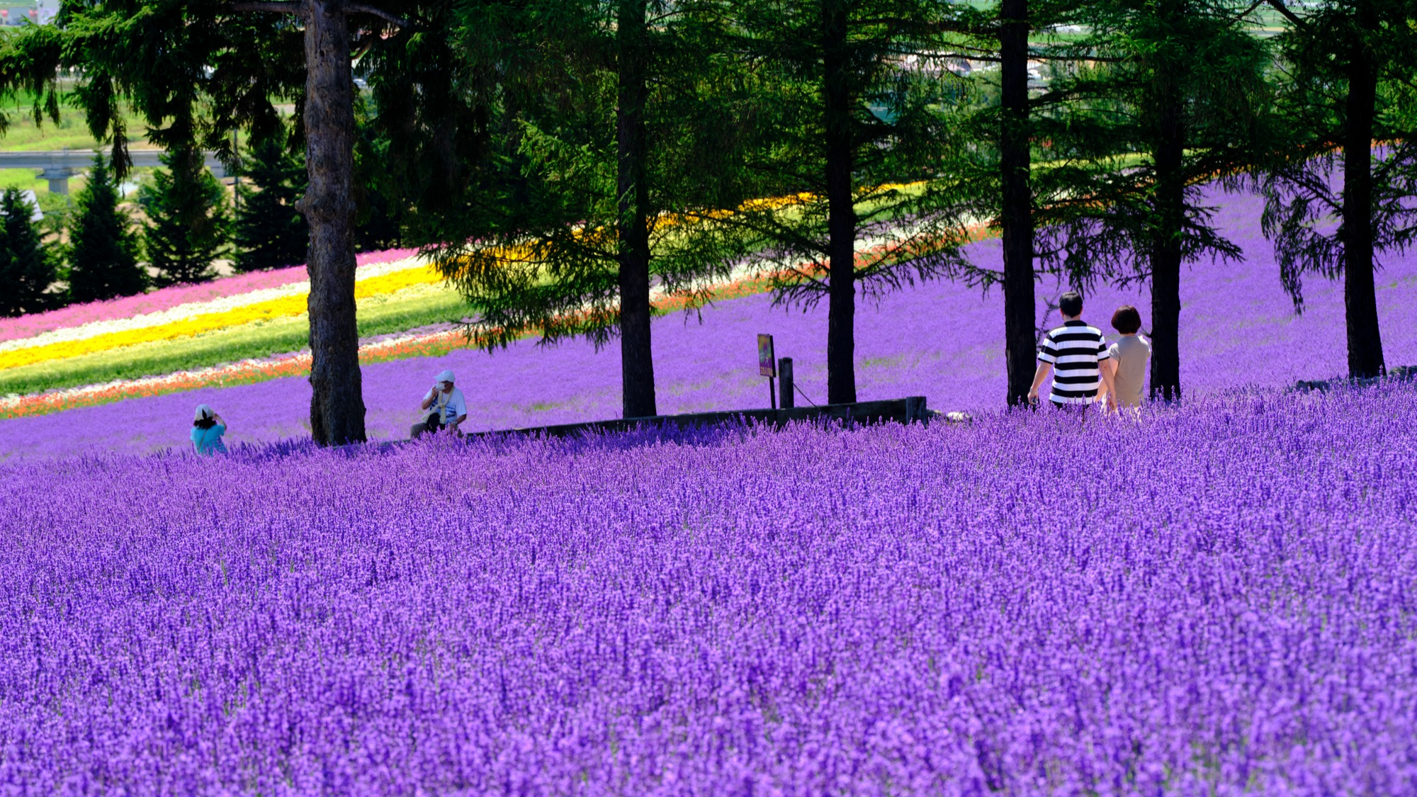 후라노 라벤더 풍경