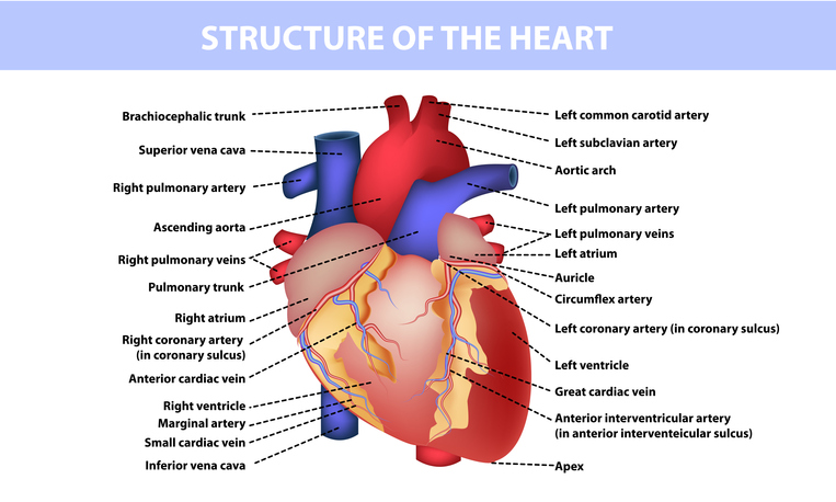 심부전의 원인및 증상과 진단방법 그리고 심부전 예방방법