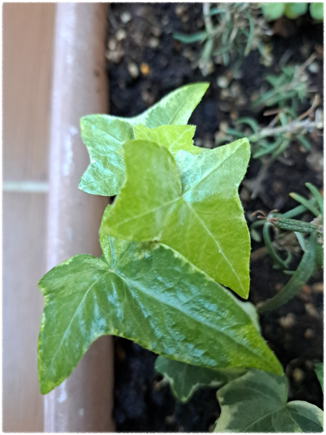 베란다에서 키우기 쉬운 식물 아이비키우기