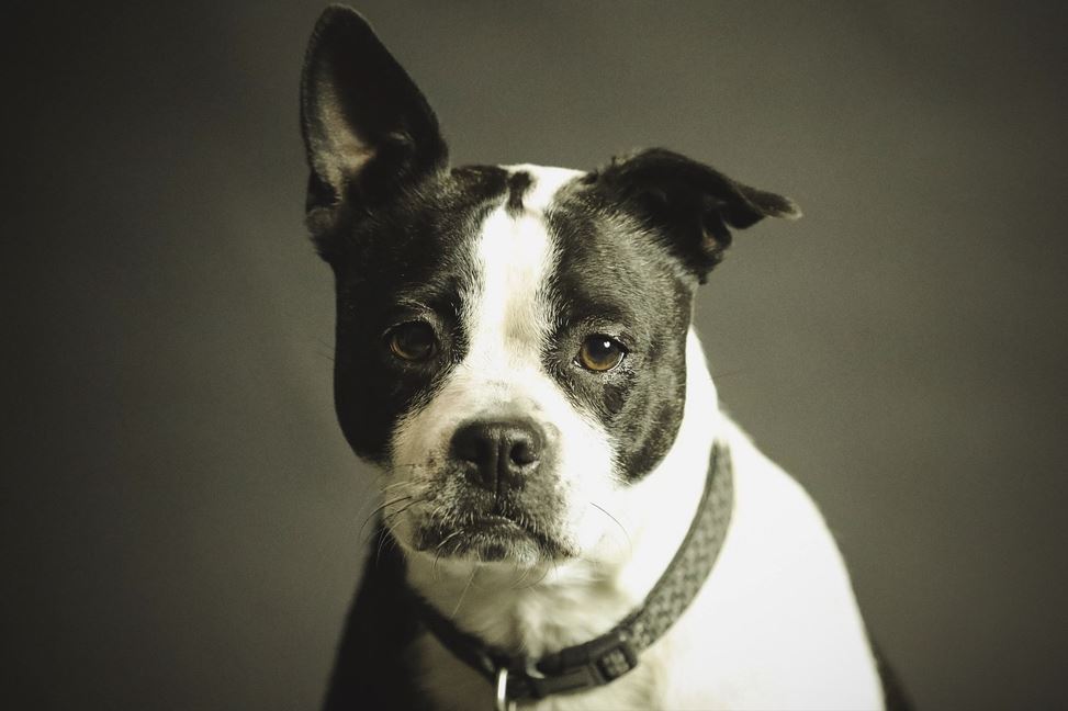 2026년 개띠 운세 총정리｜재물운&middot;건강운&middot;인간관계운 완벽 해석