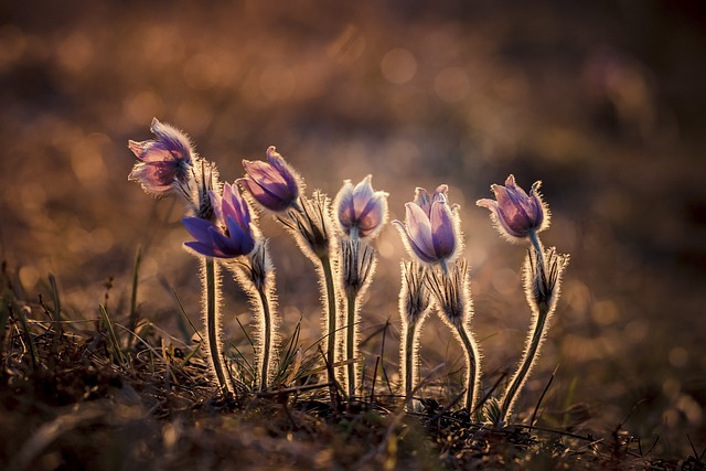 야생화 프레스 아트: 자연을 작품으로 간직하는 방법