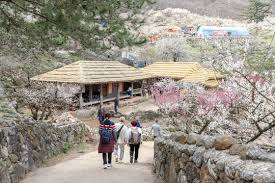 2025 광양매화축제 일정, 맛집, 먹거리 총정리