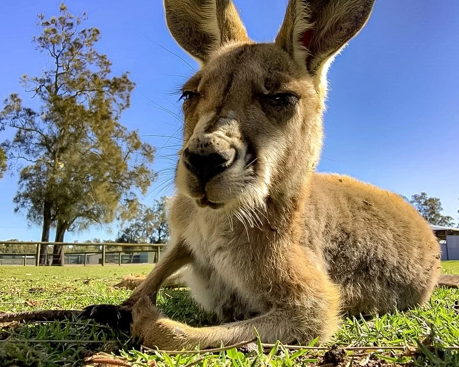 캥거루 사진 3장.