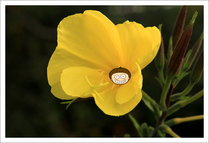 감마리놀렌산_달맞이꽃