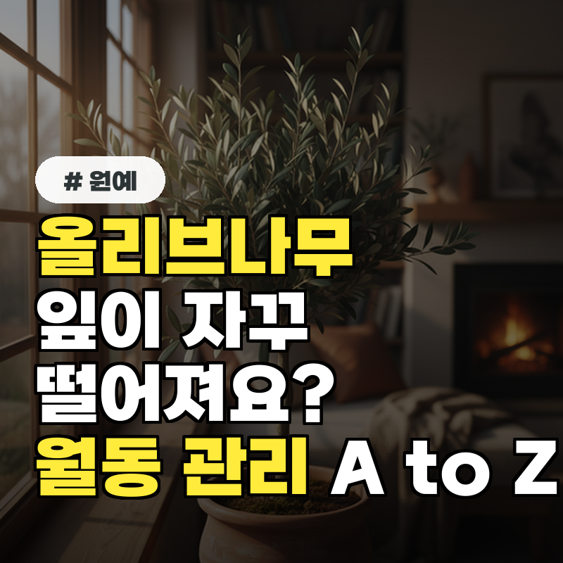 올리브나무 잎 떨어지는 징후 겨울철 월동 관리 A to Z