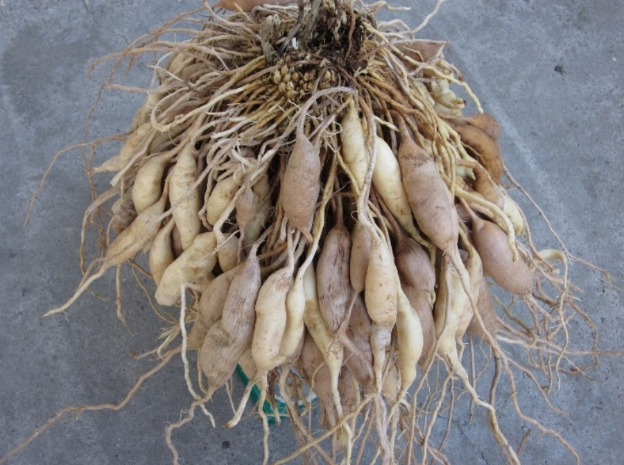 야생에서 채취를 한 천문동 뿌리를 깨끗하게 세척을 한 후에 회색 바닥 위에 수십개를 묶은 것을 놓아두고 찍은 사진