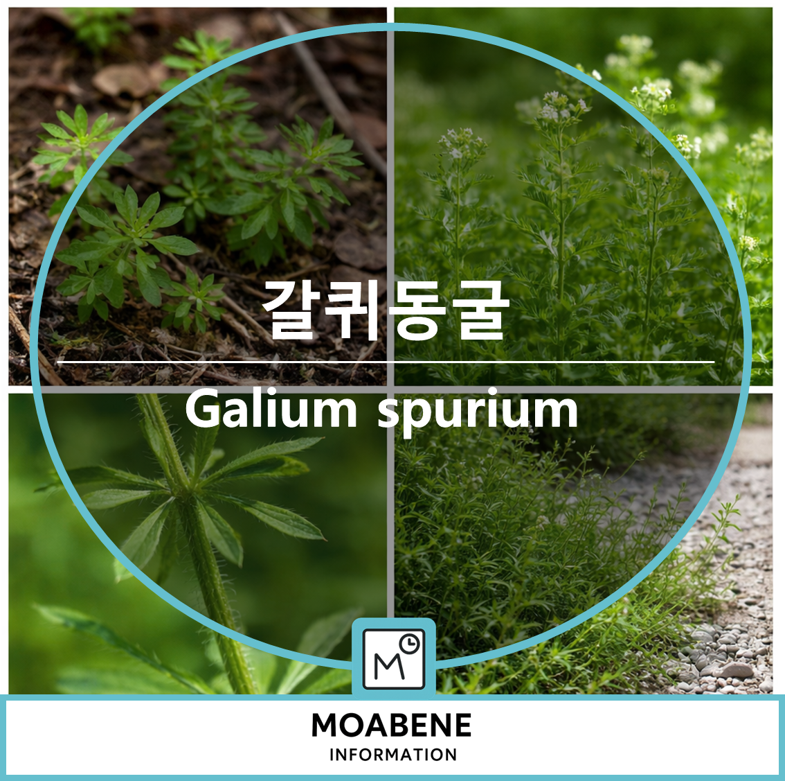 갈퀴동글(Galium spurium) 알아보기: 들과 길가에서 만나는 작은 &lsquo;갈퀴&rsquo; 식물
