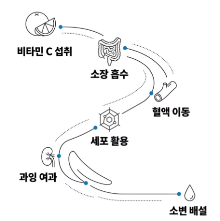 비타민 c 효능