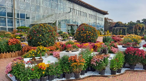 화성_우리꽃식물원_국화전시회