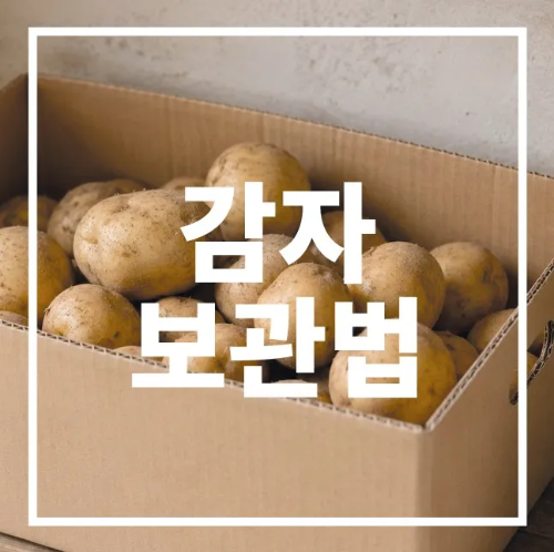 감자 보관법