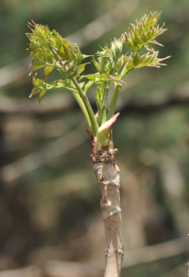 자연속 두릅의 사진