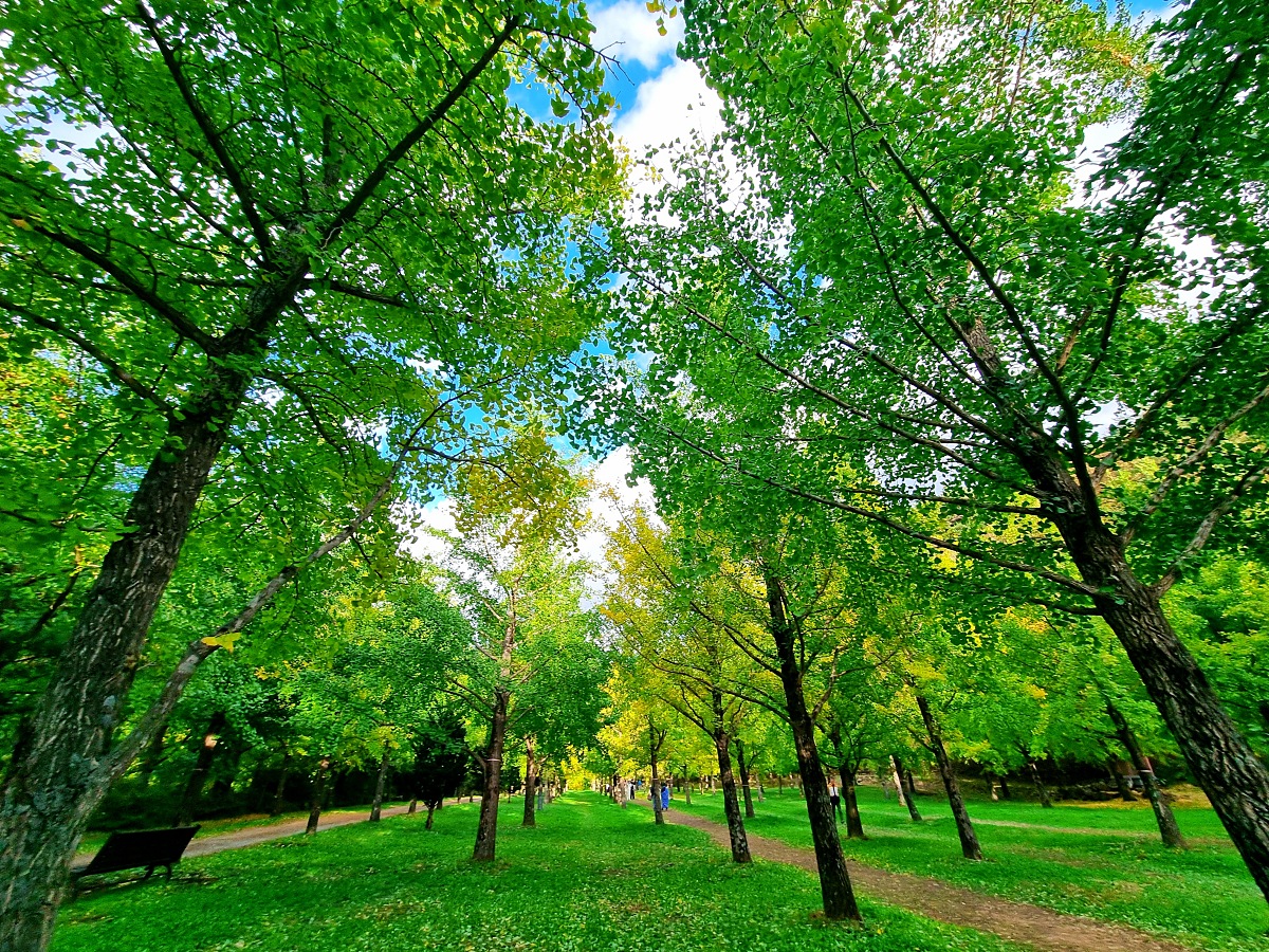 강원도 홍천 은행나무숲 방문 후기(10.23.): 단풍 확인 팁, 먹거리, 숙박