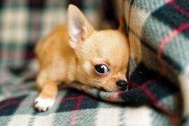 놀라서 숨는 강아지 모습