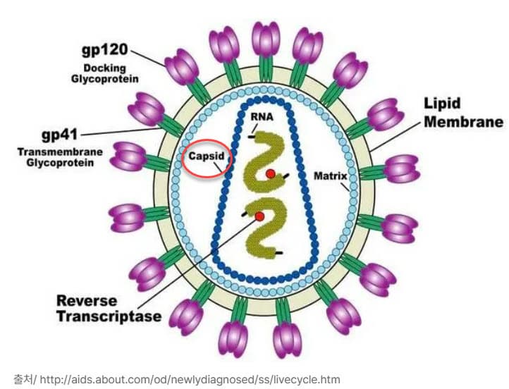 캡시드는 무엇이고 왜 강력한가?