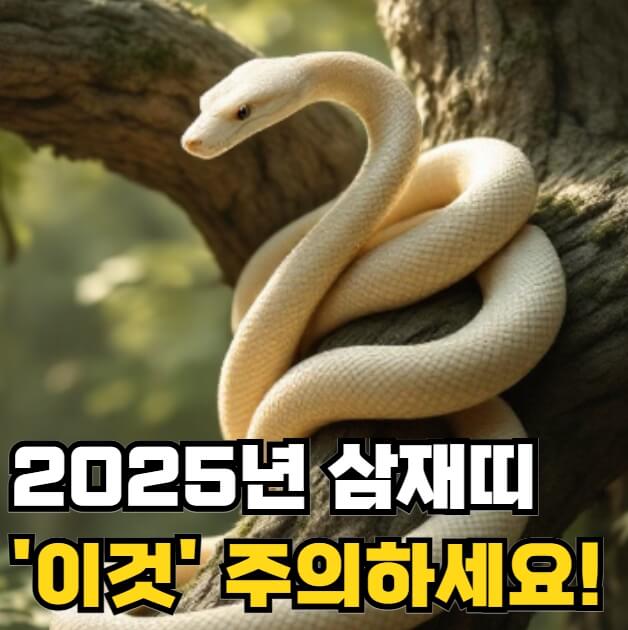 2025년 삼재띠