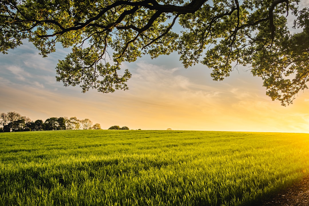 Agricultural land