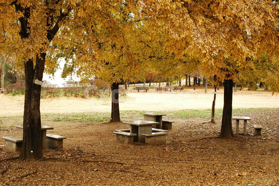 은행나무와 벤치