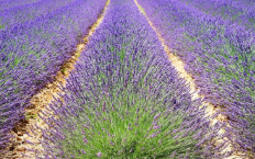 포천 허브아일랜드 라데봄축제