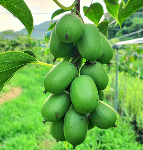  토종 다래