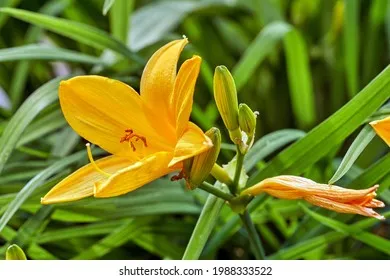 백합 재배 비늘줄기 분주 일조량 관리 절화 수확_7