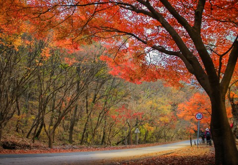 내장산-단풍축제