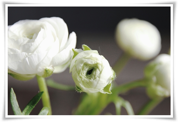 "라넌큘러스" 봄의 로맨스를 담은 매혹적인 매력의 꽃 봄의 요정!