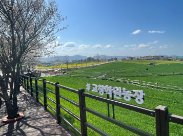고창 청보리밭 실시간 개화 상황
