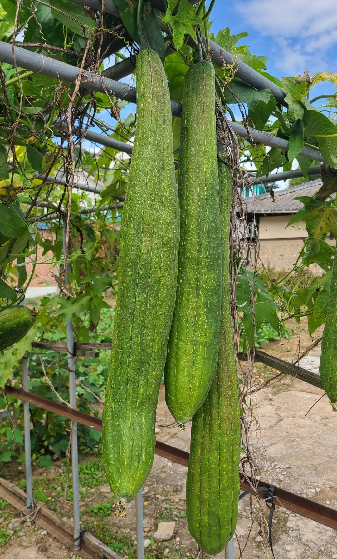 수세미박 효능 및 부작용