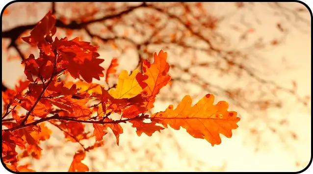 ๋ด์ฅ์ฐ ๋ฑ์ฐ์ฝ์ค ์ถ์ฒ(+ ๋ฑ์ฐ์ง๋ )