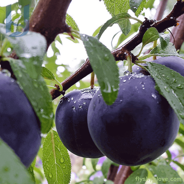 바이오체리(Bio Cherry) 체리자두