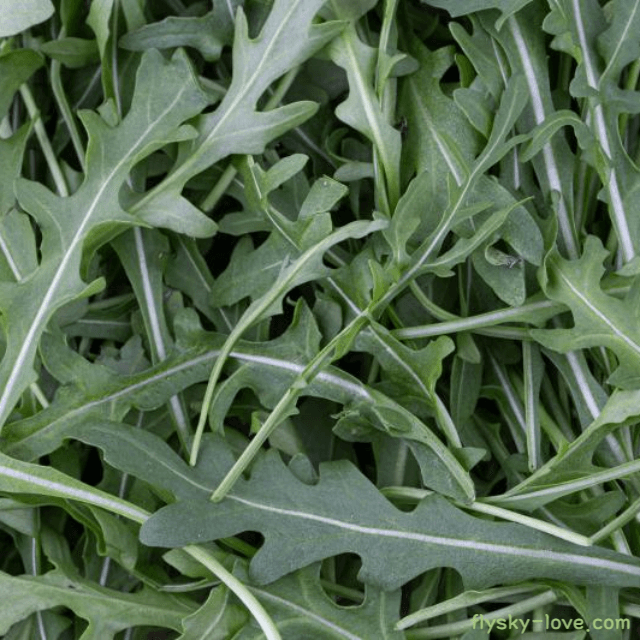 야생 루꼴라(Wild Rocket)